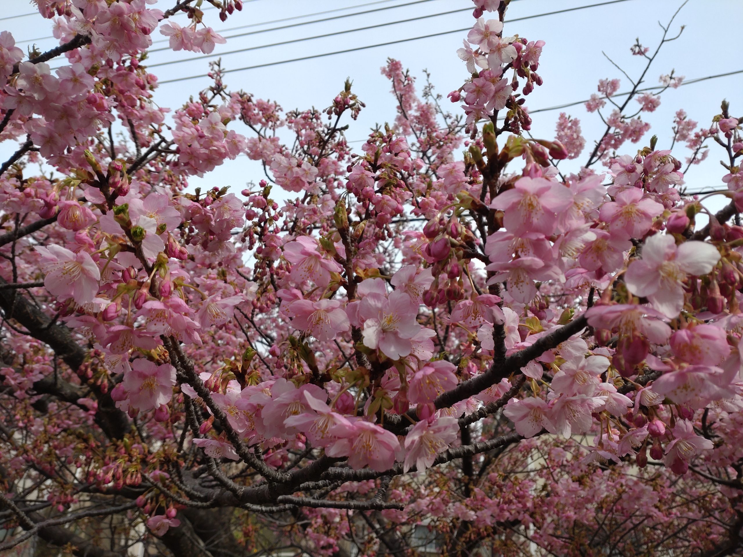 【2023】三浦海岸桜まつりに行ってきた！