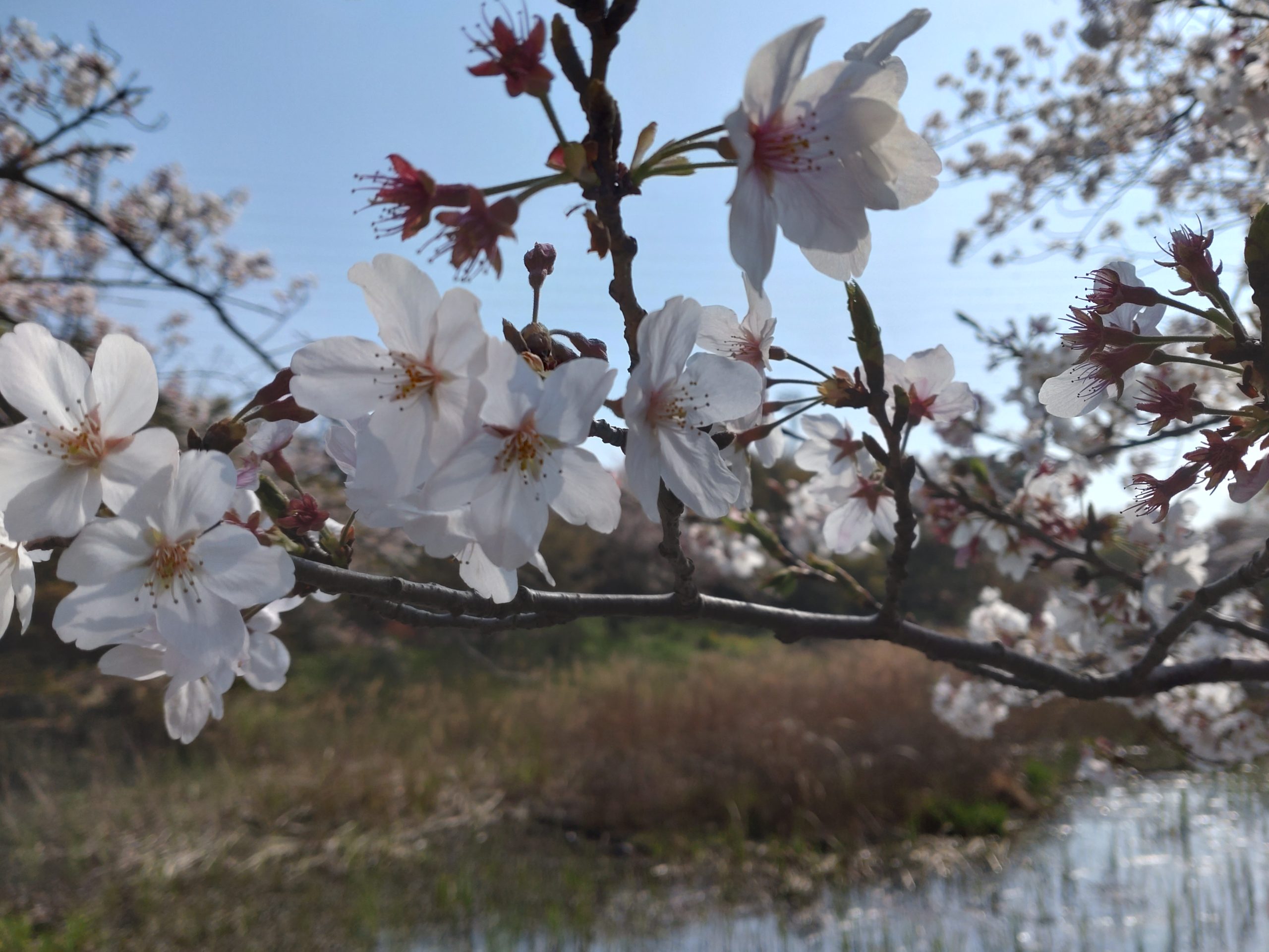 岸根公園の桜レポート