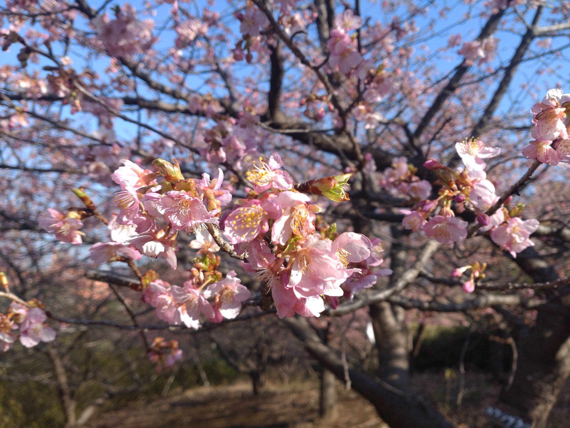 今週末は『予祝』かな♪