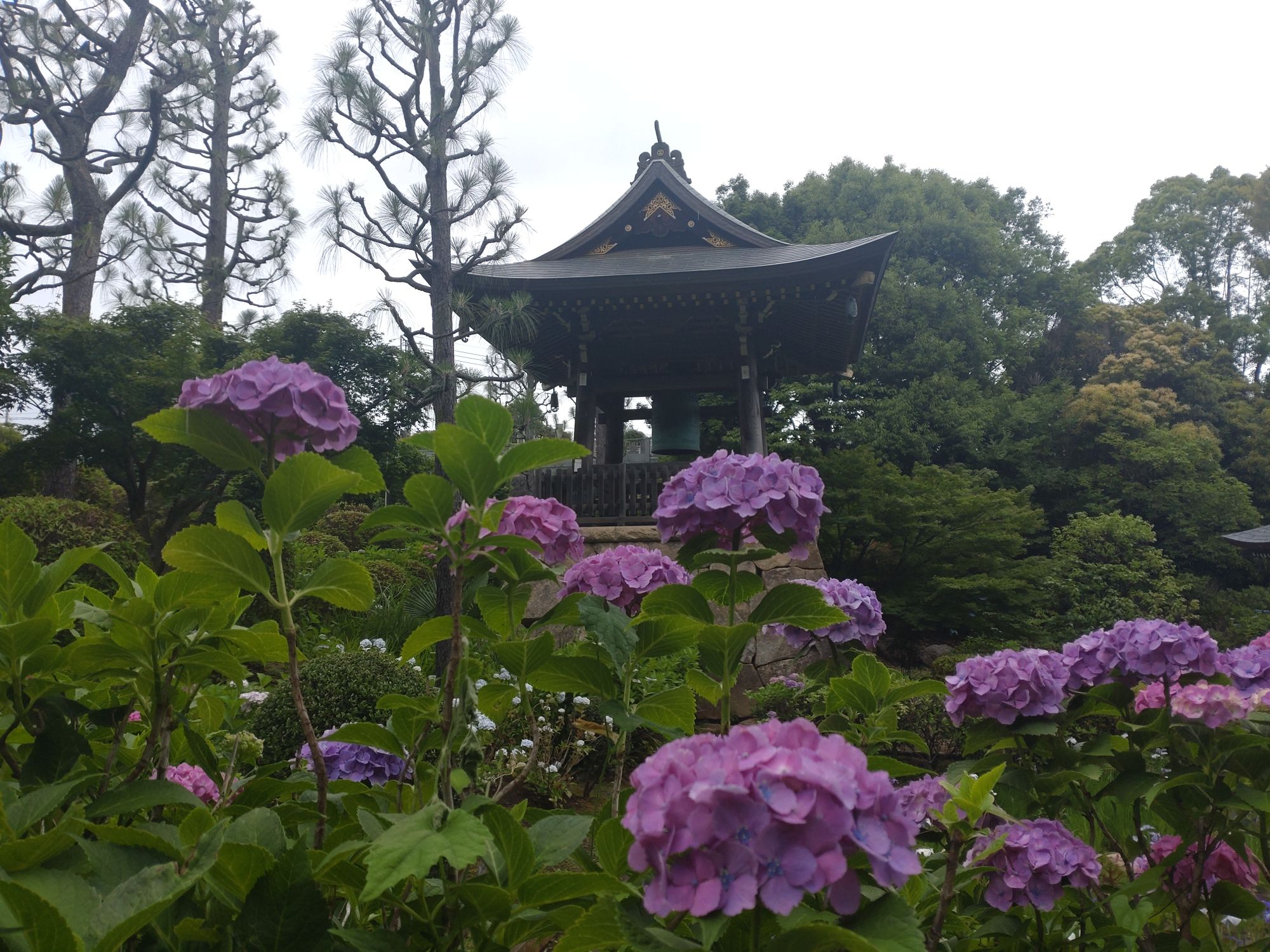 紫陽花で有名な正覚寺に行ってきました